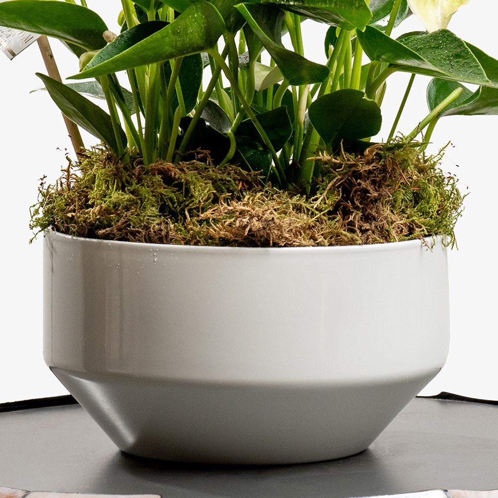 5.3 White Anthurium Plant in White Ceramic Pot – 30cm