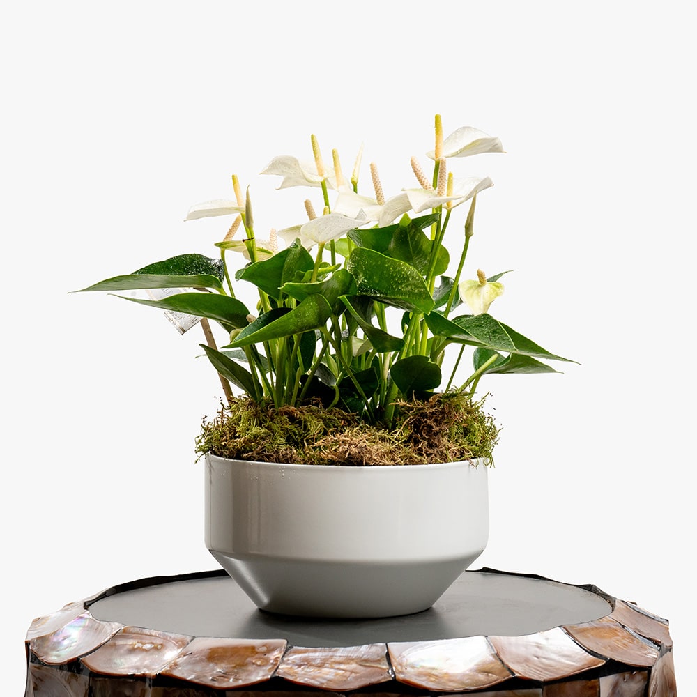 5 White Anthurium Plant in White Ceramic Pot – 30cm