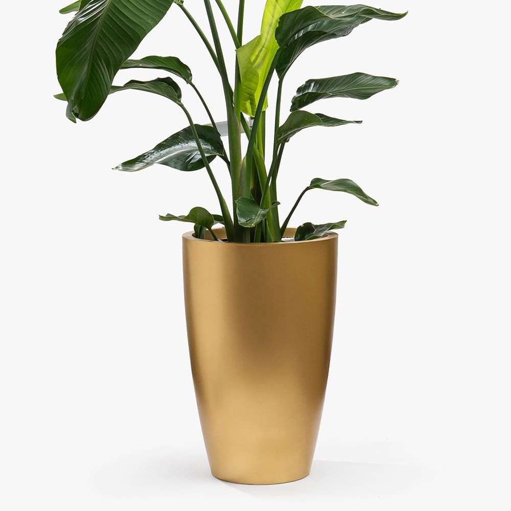 54.3 Strelitzia Plant in Gold Fiber Pot – 175cm