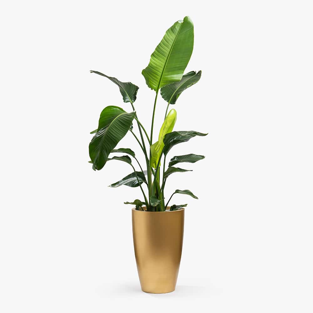 54 Strelitzia Plant in Gold Fiber Pot – 175cm