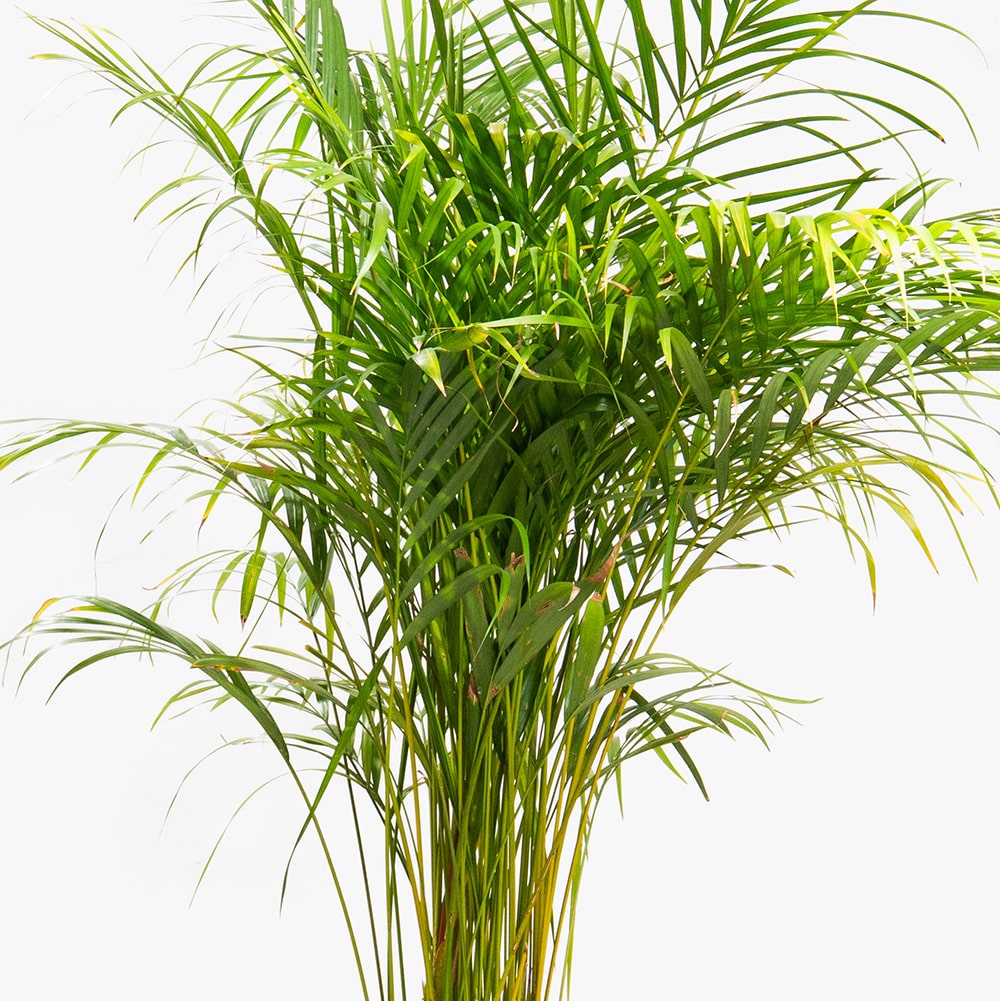 57.2 Dypsis Plant in Wood Basket Pot – 160cm
