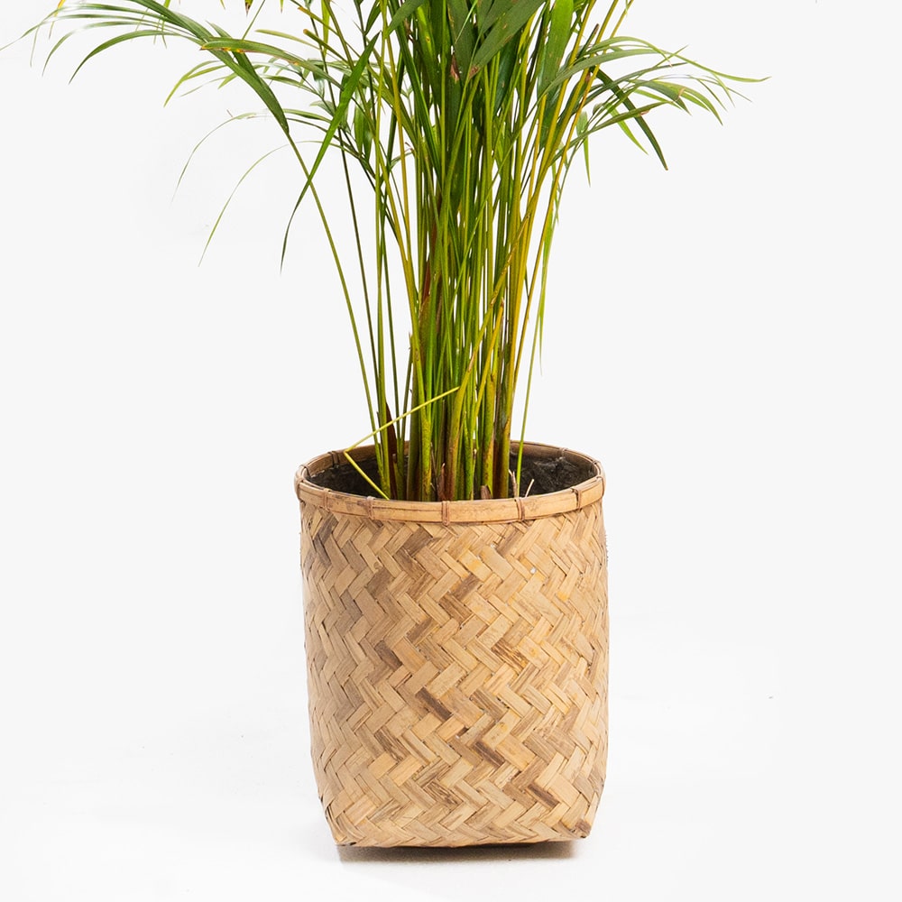 57.3 Dypsis Plant in Wood Basket Pot – 160cm