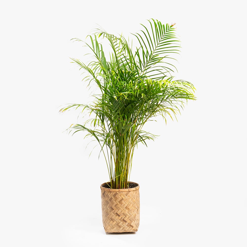 57 Dypsis Plant in Wood Basket Pot – 160cm