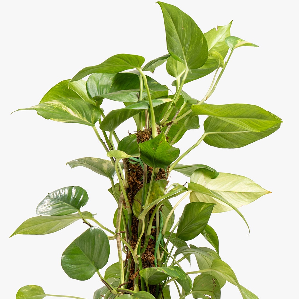59.2 Epipremnum Plant in Elegant Gray Pot – 115 cm