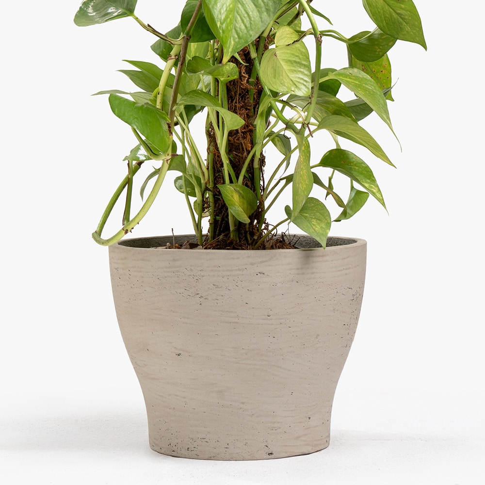 59.3 Epipremnum Plant in Elegant Gray Pot – 115 cm