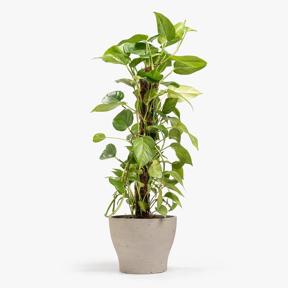 59 Epipremnum Plant in Elegant Gray Pot – 115 cm
