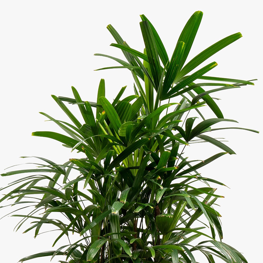 62.2 Rhipsalis Plant in Wooden Basket – 90cm