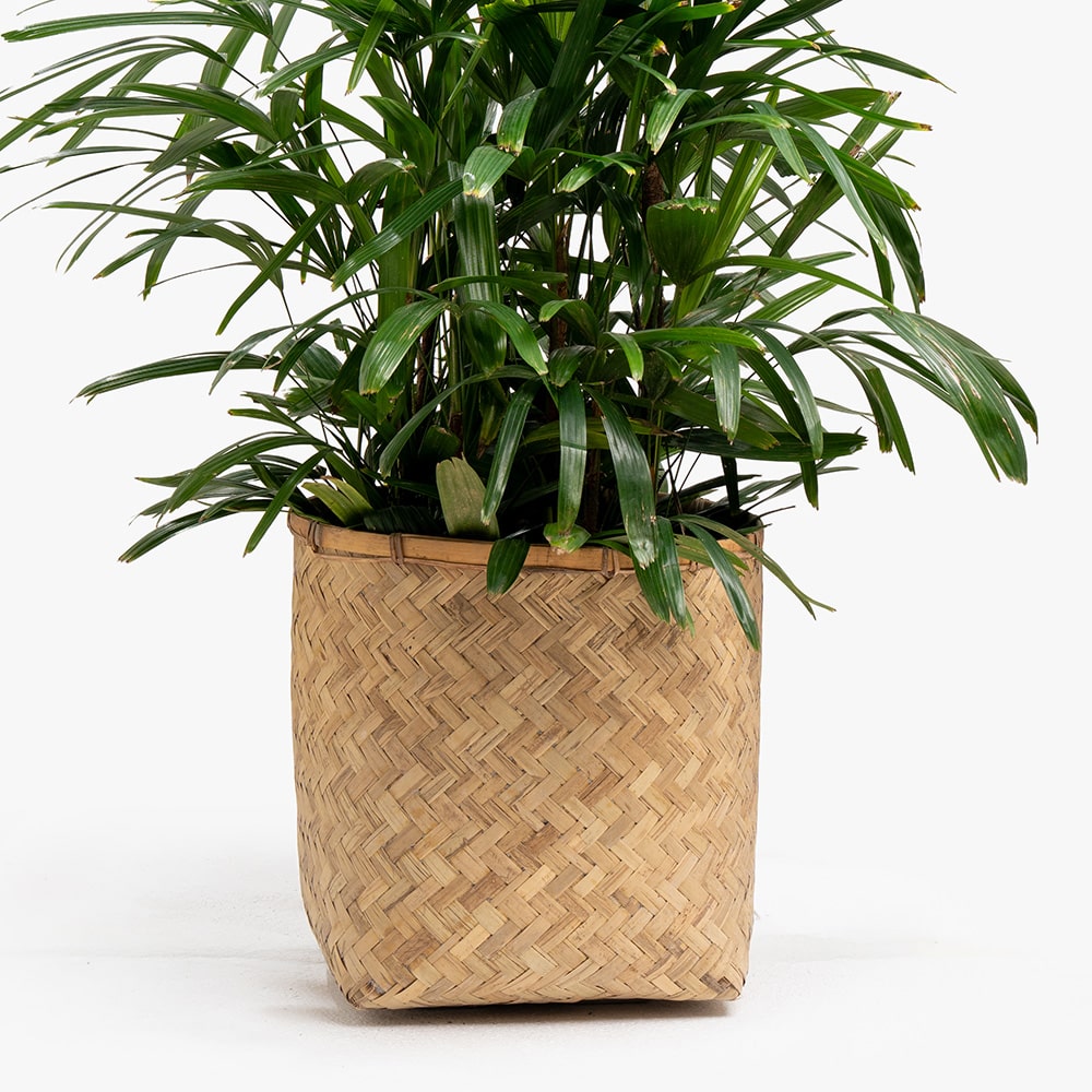 62.3 Rhipsalis Plant in Wooden Basket – 90cm