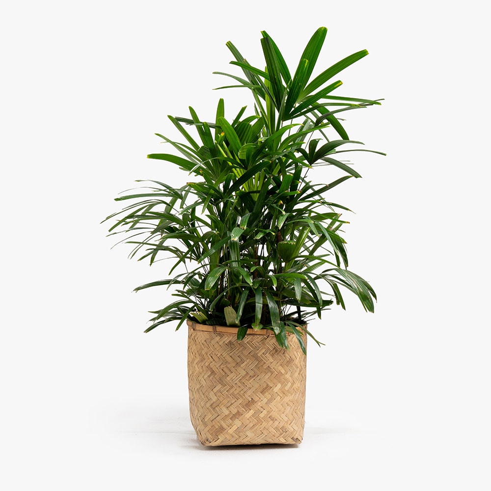 62 Rhipsalis Plant in Wooden Basket – 90cm