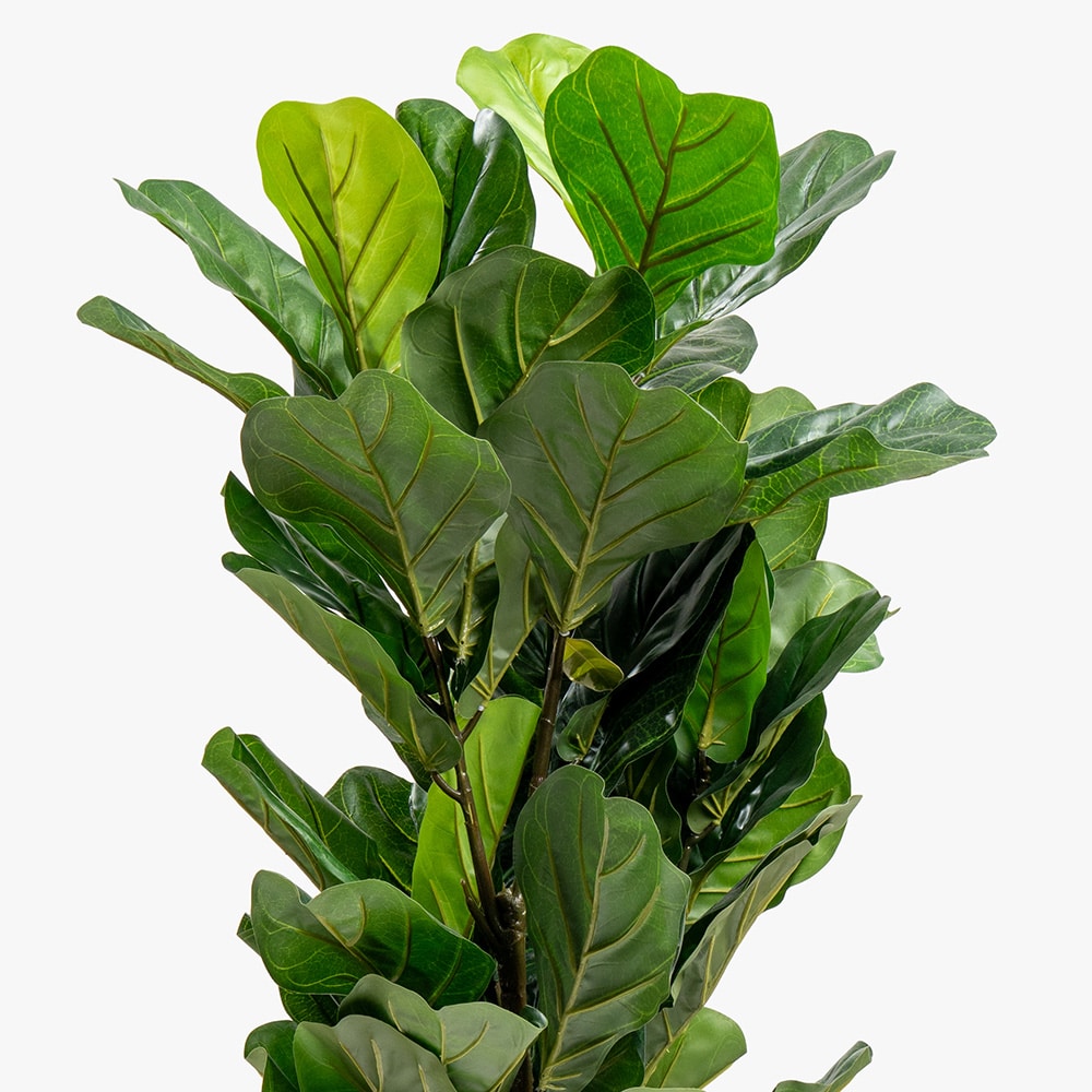 63.2 Ficus Lyrata Plant – 115 cm