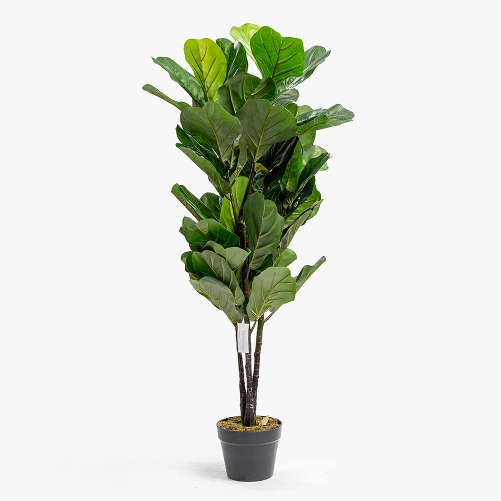 63 Ficus Lyrata Plant – 115 cm