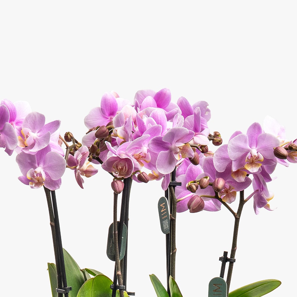 7.2 3 Pink Mini Orchids in Silver Ceramic Pot – 42cm