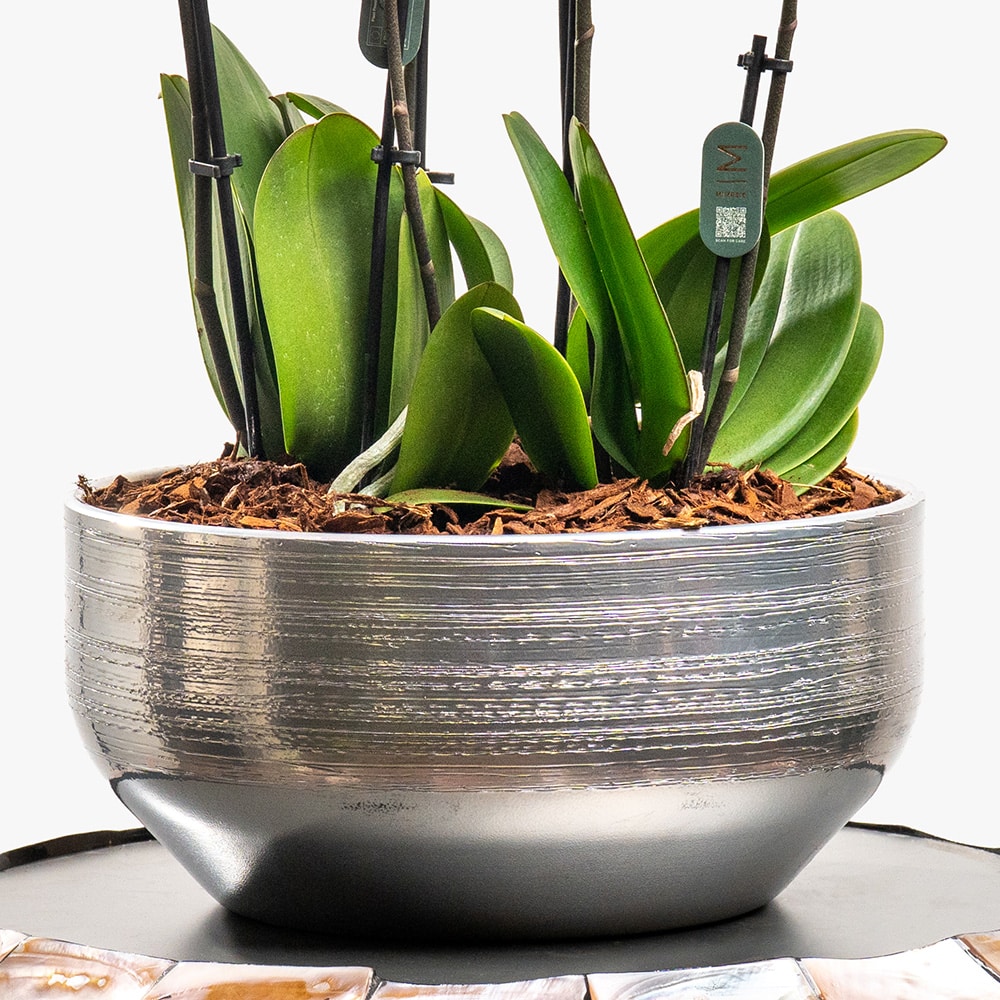 7.3 3 Pink Mini Orchids in Silver Ceramic Pot – 42cm