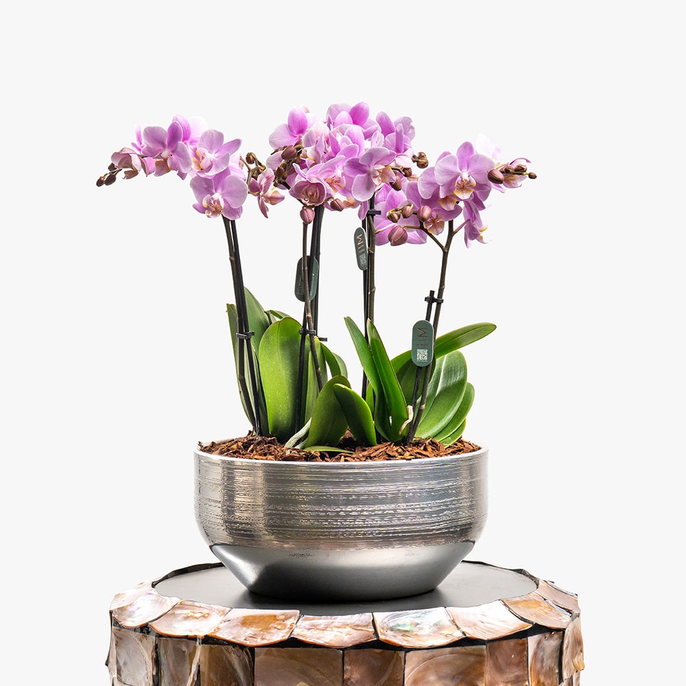 7 3 Pink Mini Orchids in Silver Ceramic Pot – 42cm