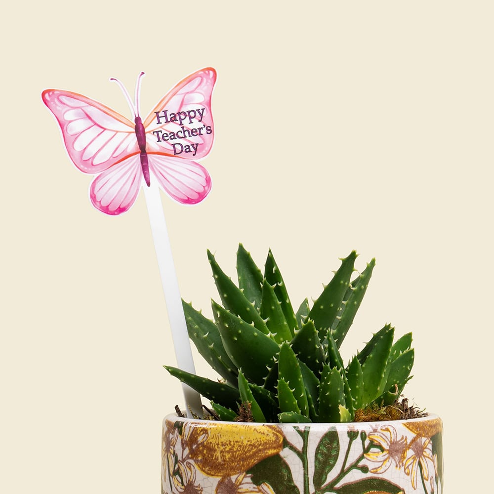 15.2 Aloe Plant in Elegant Ceramic Pot – Healing & Stylish Indoor Green Gift