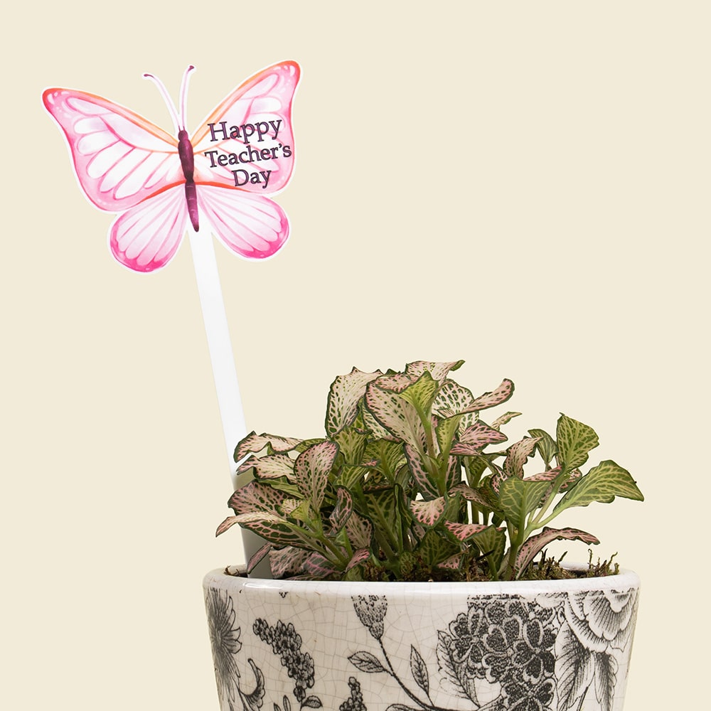 16.2 Fittonia Plant in Ceramic Pot