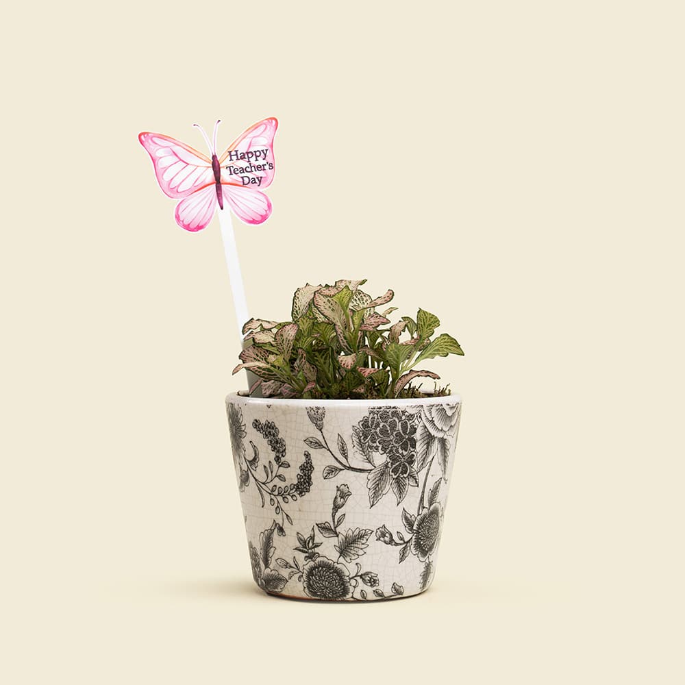 16 Fittonia Plant in Ceramic Pot