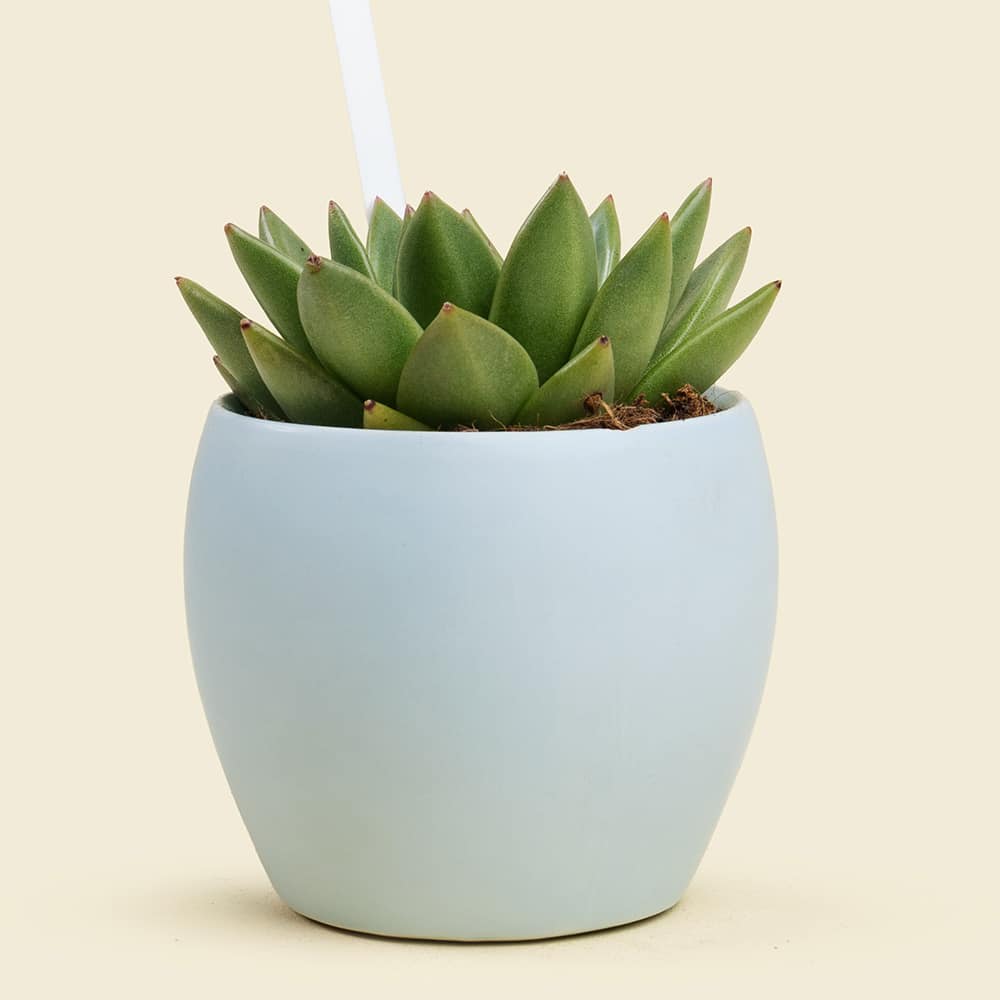 18.2 Echeveria Plant in Elegant Ceramic Pot – Stylish Succulent Indoor Gift