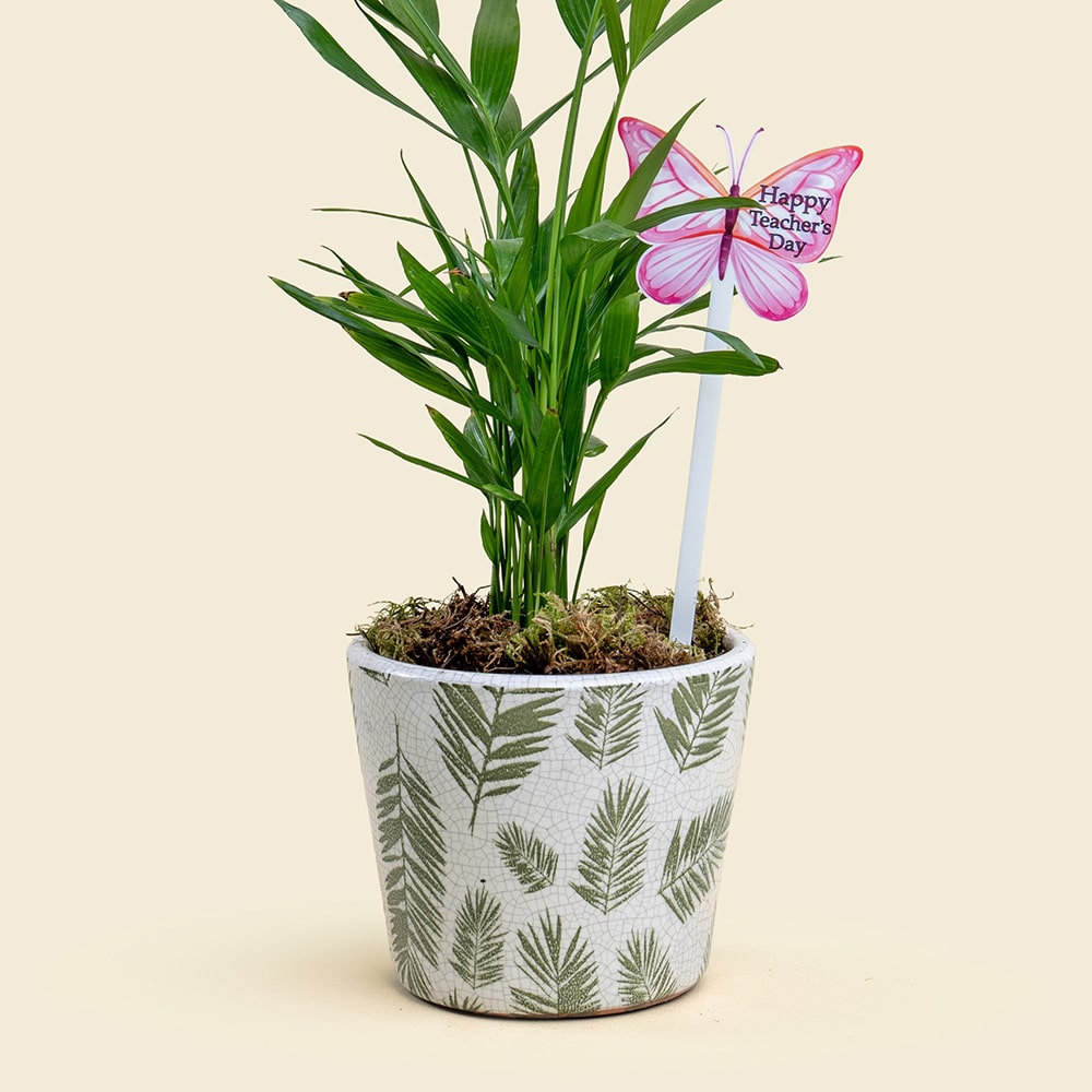 19.2 Dypsis Plant in Ceramic Pot