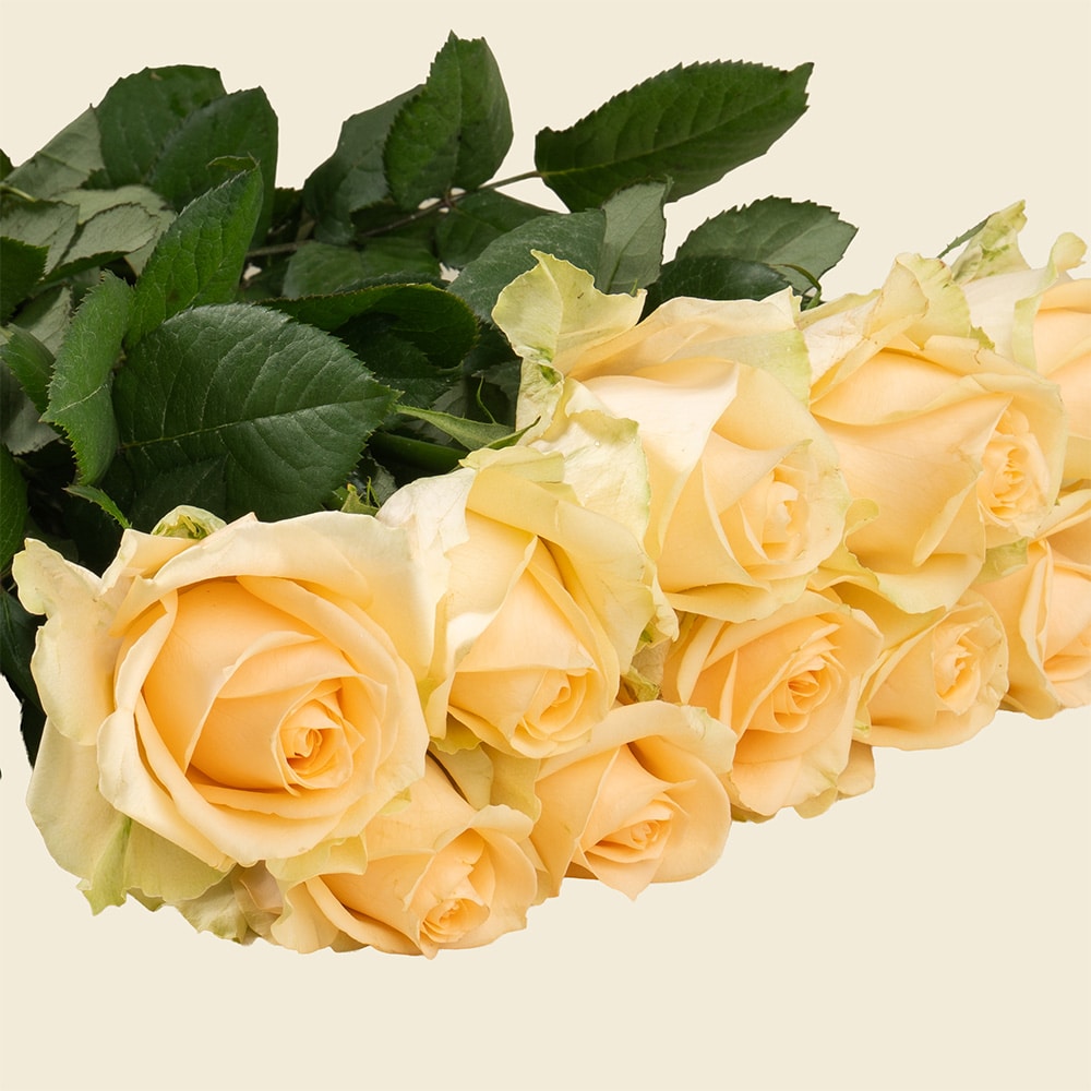 01.1 10 Peach Roses Bunch