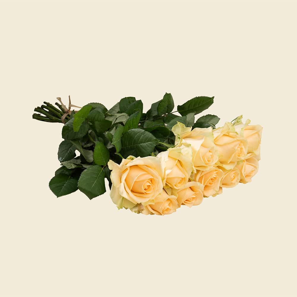 01 10 Peach Roses Bunch