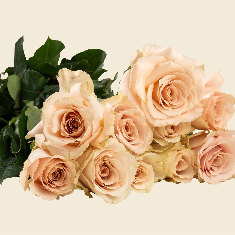 02.1 10 Dusty Peach Roses Bunch – Elegant Fresh Rose Bouquet for Every Occasion