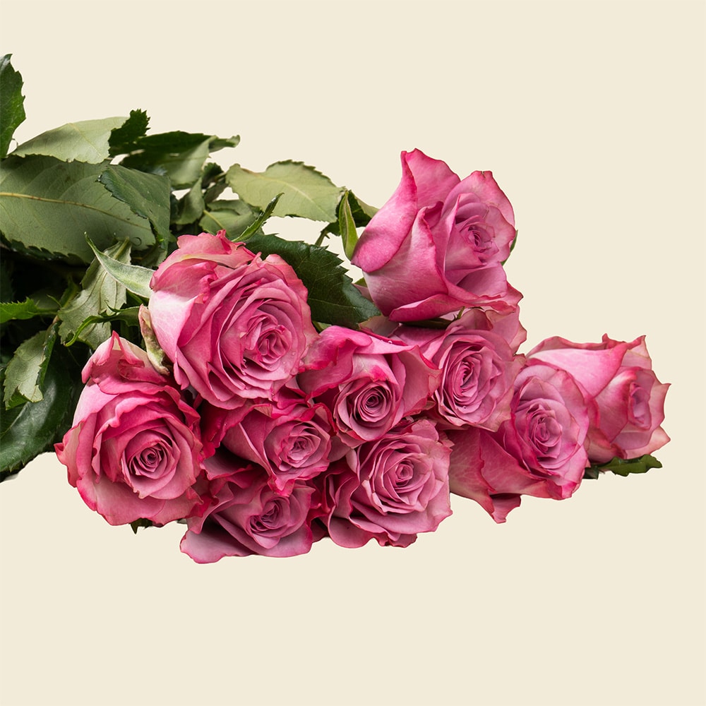 06.1 10 Dark Pink Roses Bunch – Fresh Elegant Bouquet for Gifting & Celebrations
