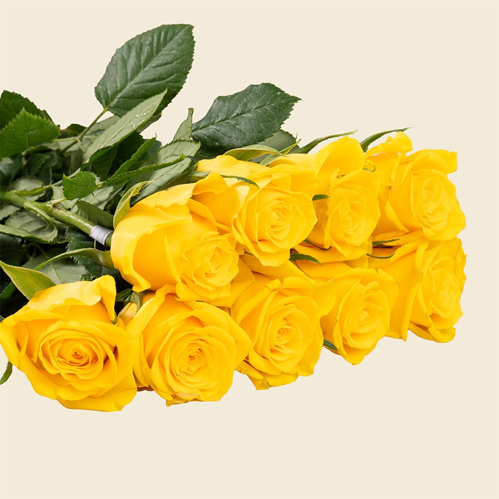 08.1 10 Yellow Roses Bunch – Vibrant Fresh Roses for Gifting & Celebrations