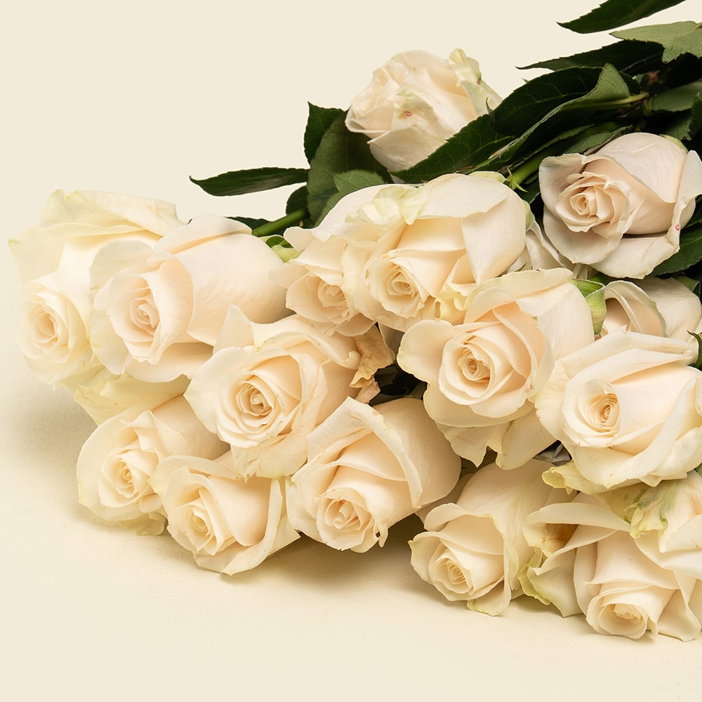 1.2 25 Off-White Roses Bunch