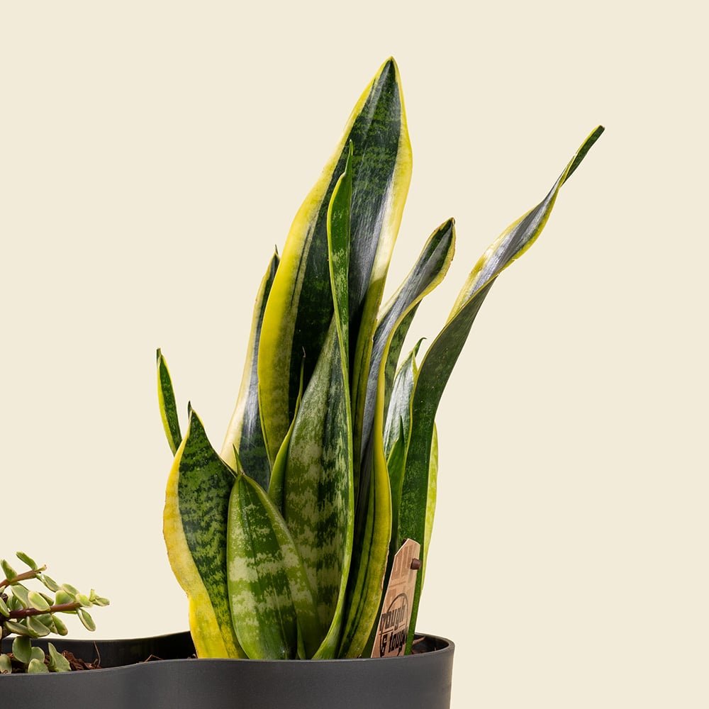 1.2 Sansevieria & Peperomia Mix Plant – Stylish Indoor Green Duo in Decorative Pot