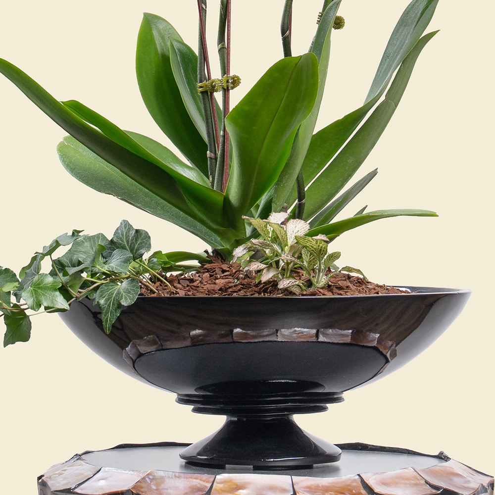 1.3 Phalaenopsis Orchid in Red Poly-Lacquer Dish