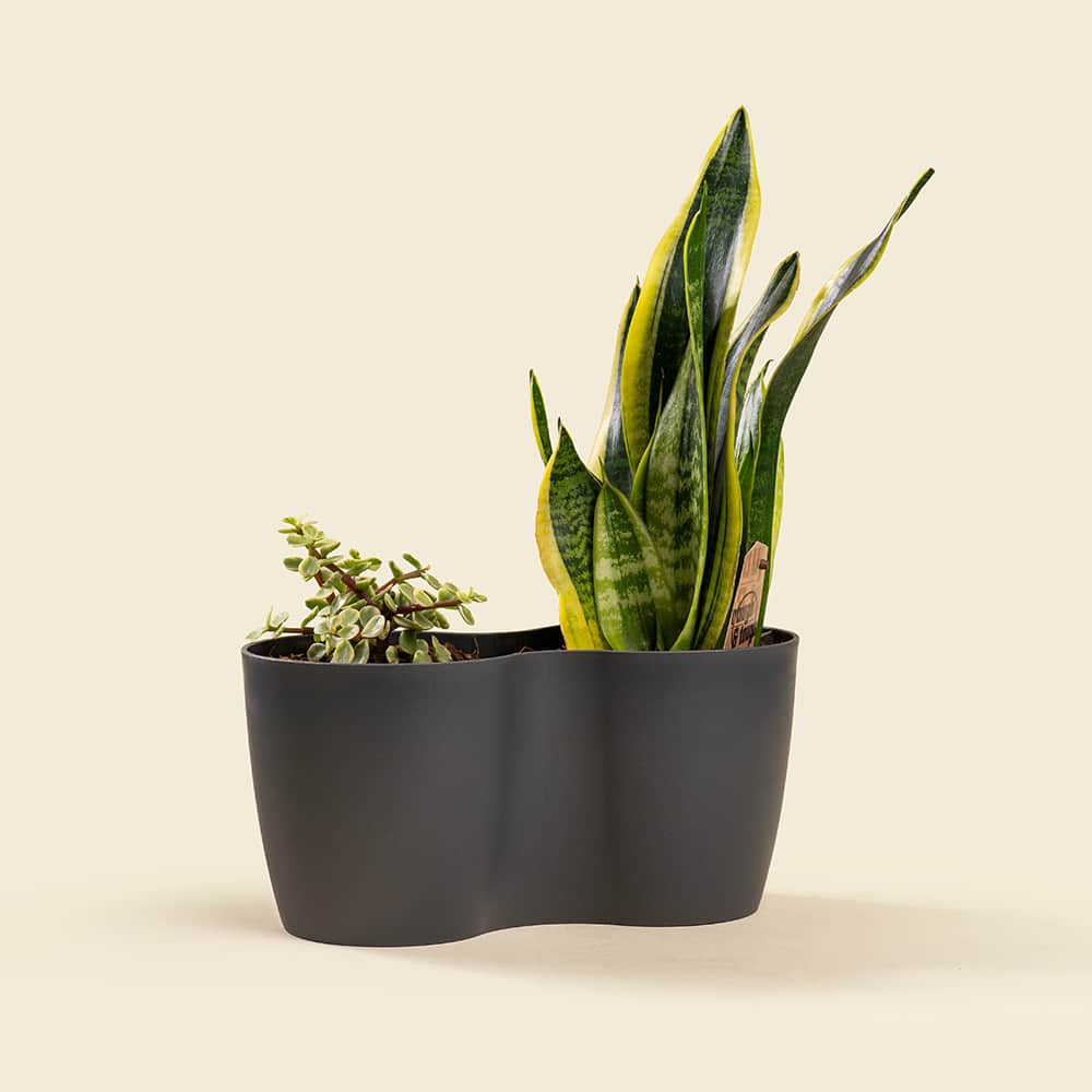 1 sansevieria-portulacaria-mix-plant