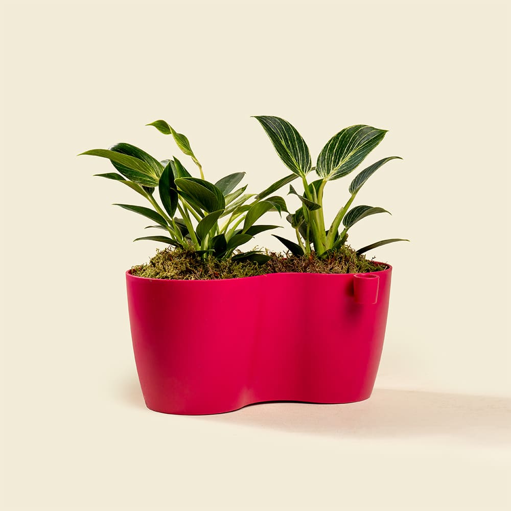 10 Peperomia Graveolens Plant – Ruby Glow Succulent for Home & Office Décor