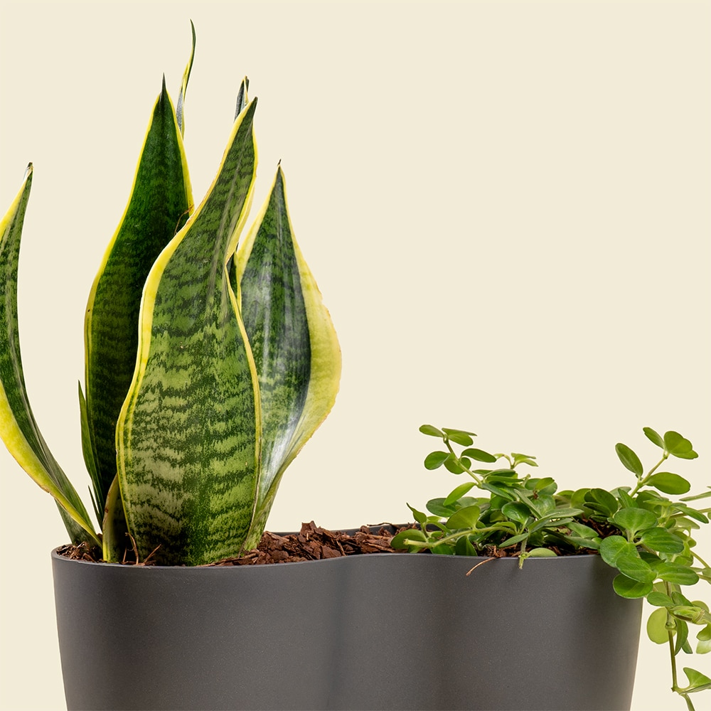 12.2 Sansevieria & Peperomia Mix Plant – Stylish Indoor Green Duo in Decorative Pot