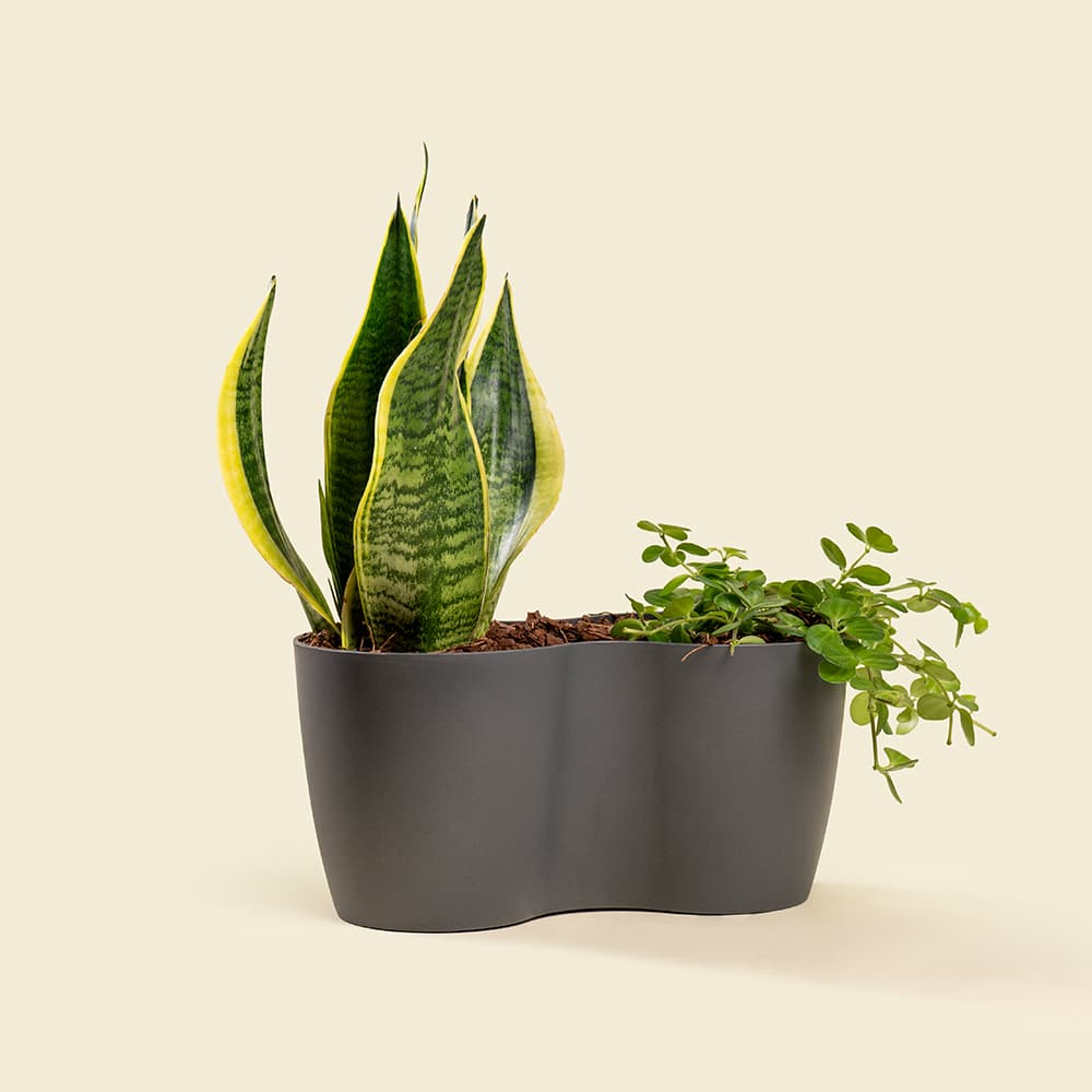 12 Sansevieria & Peperomia Mix Plant – Stylish Indoor Green Duo in Decorative Pot