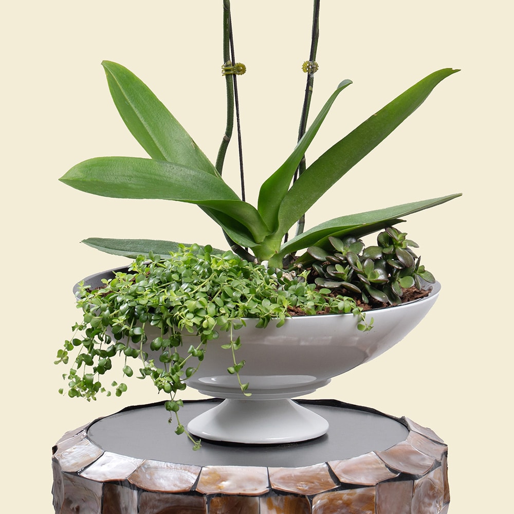 2.2 Phalaenopsis Orchid in Red Poly-Lacquer Dish