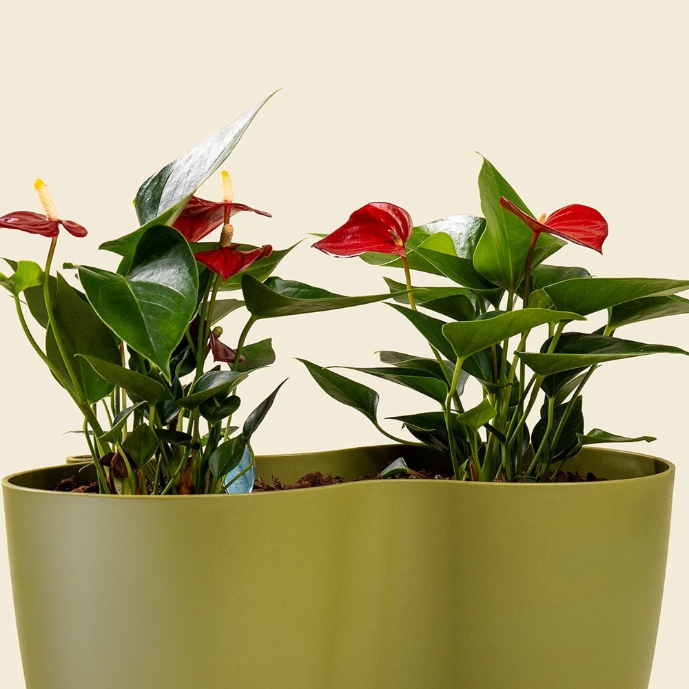 2.2 Anthurium Plant – Elegant Indoor Flowering Plant with Glossy Heart-Shaped Blooms