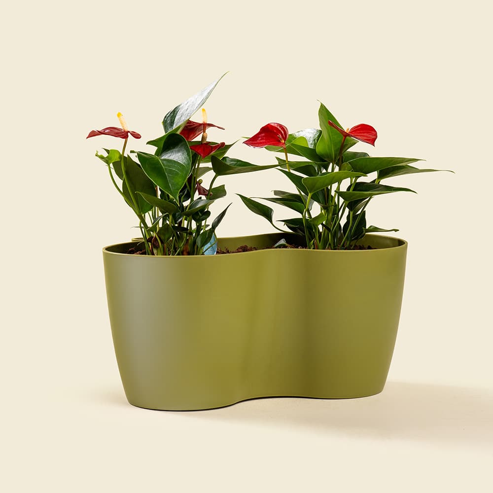 2 Anthurium Plant – Elegant Indoor Flowering Plant with Glossy Heart-Shaped Blooms