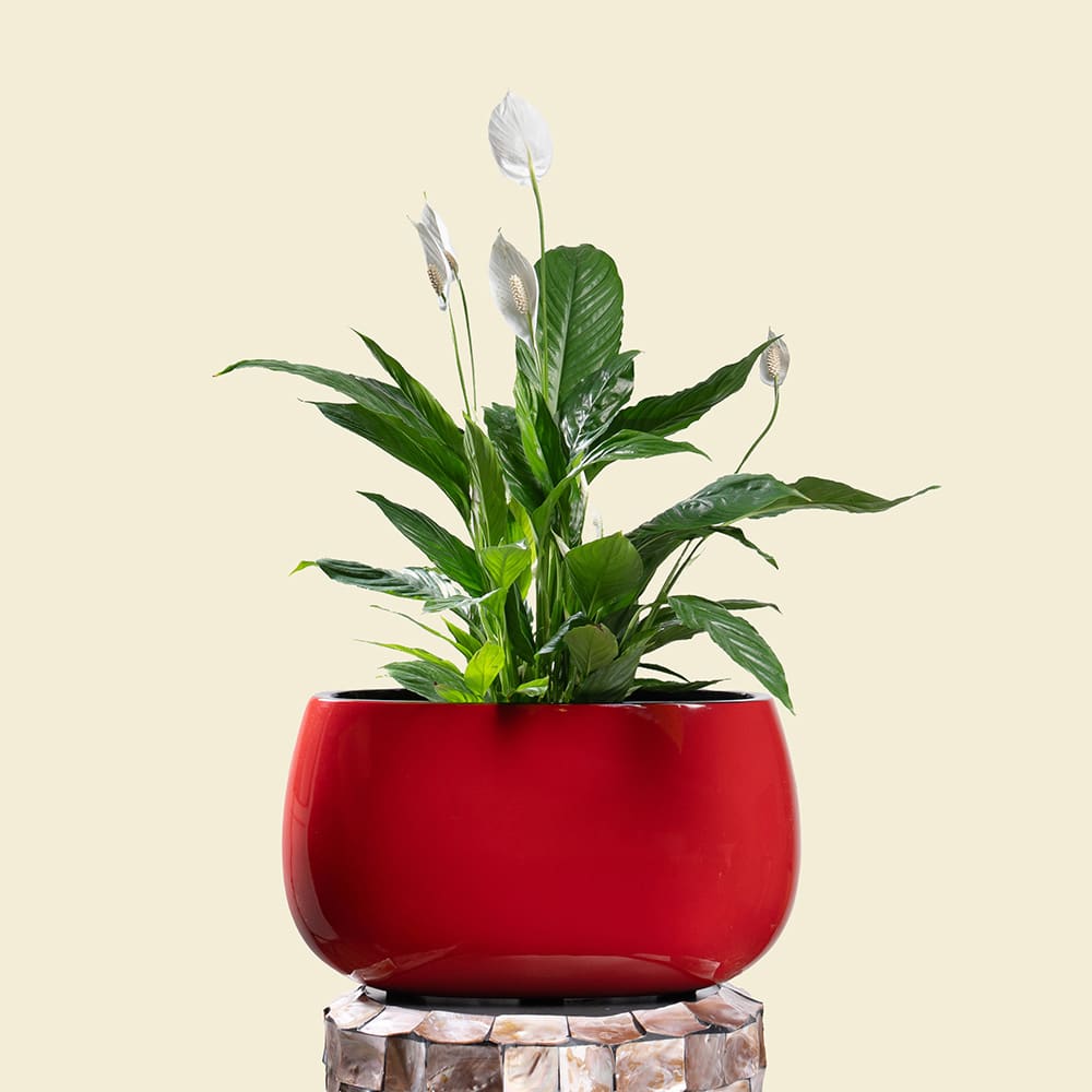 3 Spathiphyllum in Ellipse Poly-Lacquer Red Pot