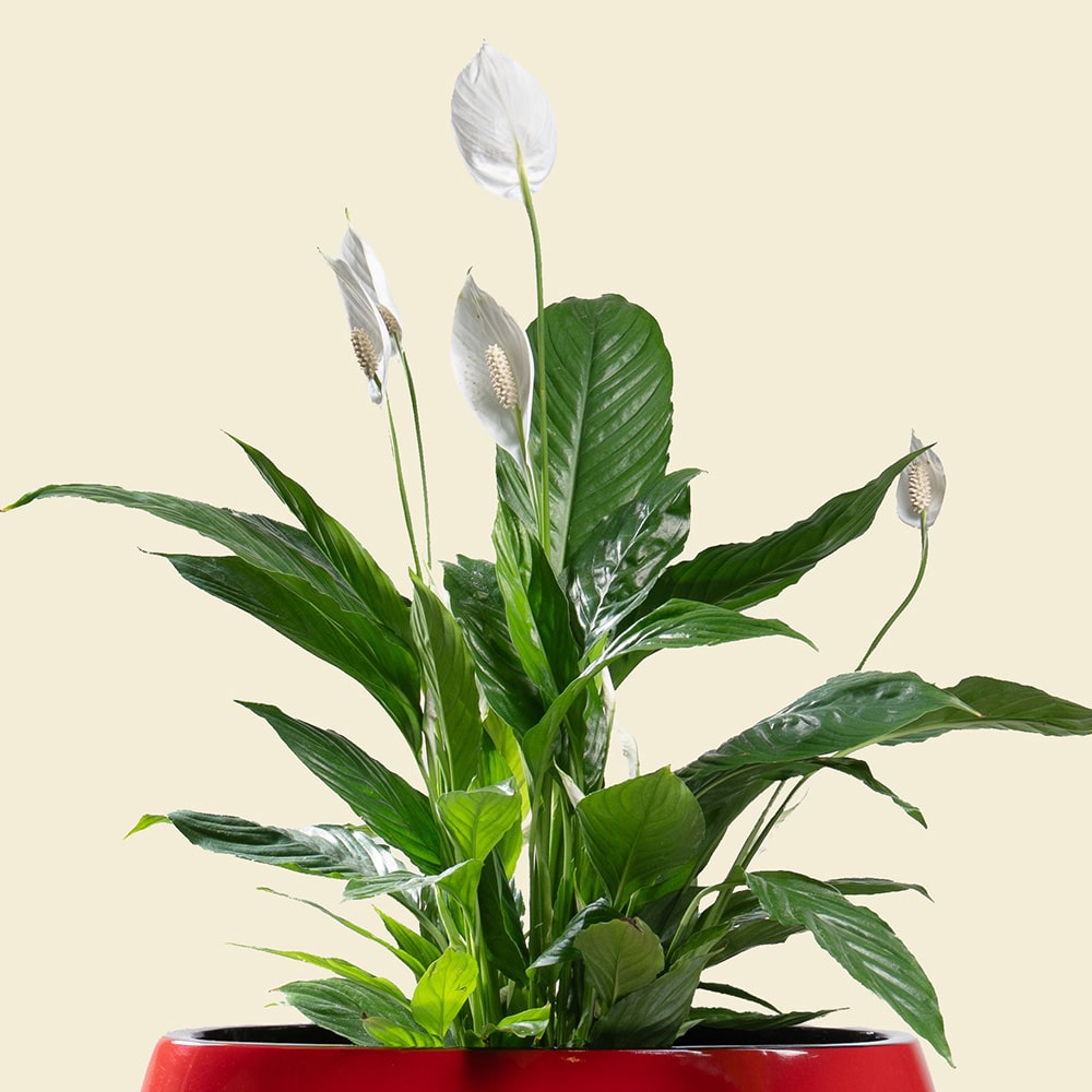 3.2 Spathiphyllum in Ellipse Poly-Lacquer Red Pot