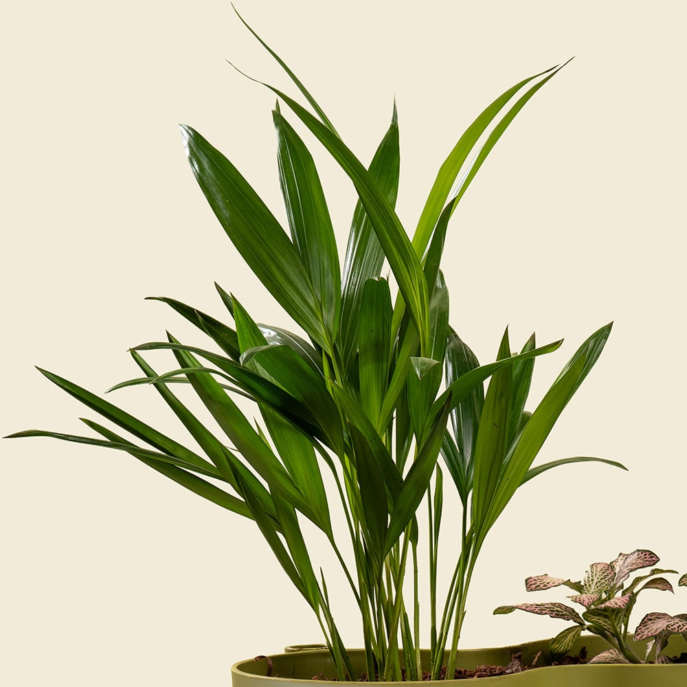 3.2 Dypsis & Fittonia Mix Plant – Lush Indoor Green Duo in Decorative Pot