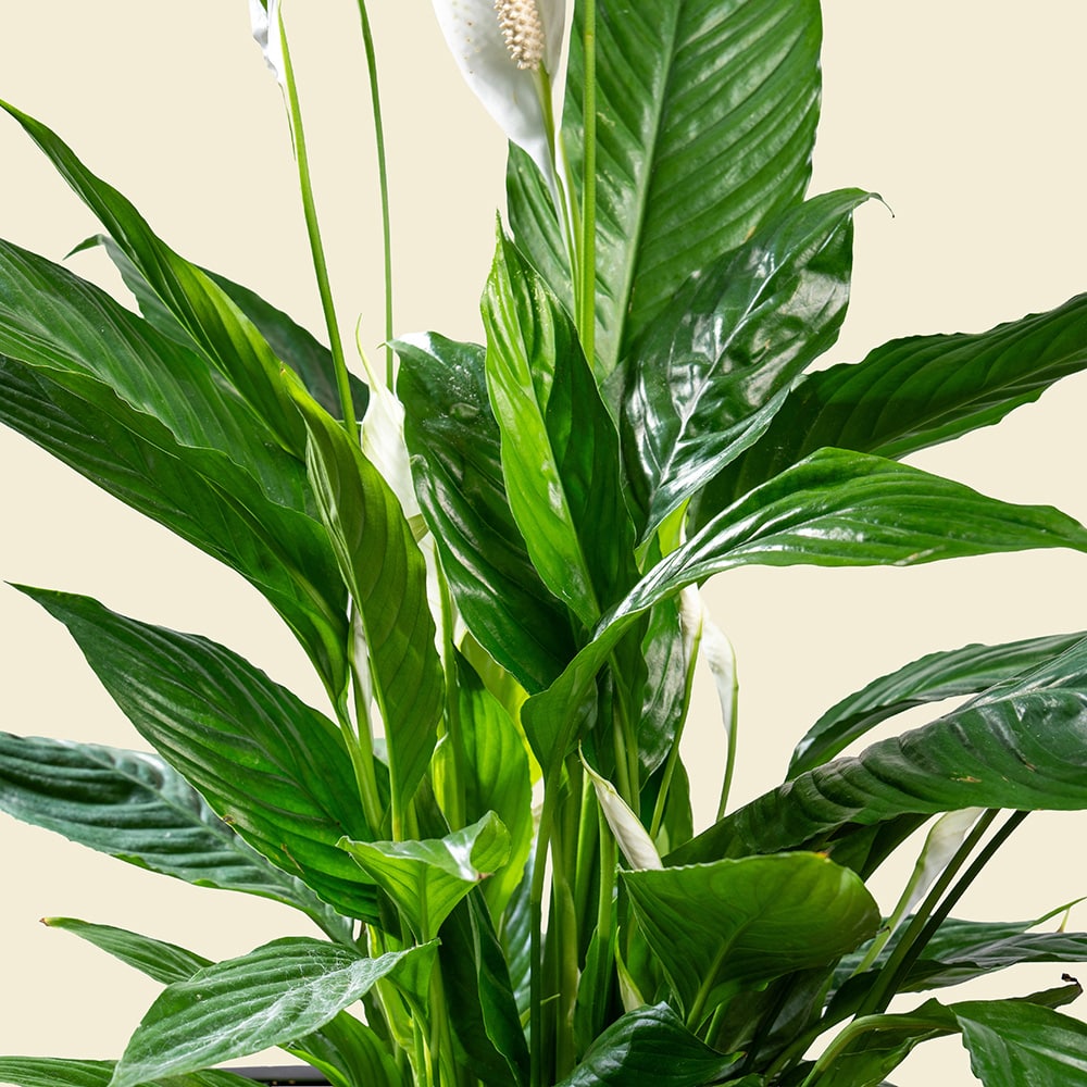 3.3 Spathiphyllum in Ellipse Poly-Lacquer White Pot