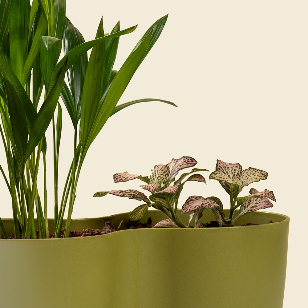3.3 Dypsis & Fittonia Mix Plant – Lush Indoor Green Duo in Decorative Pot