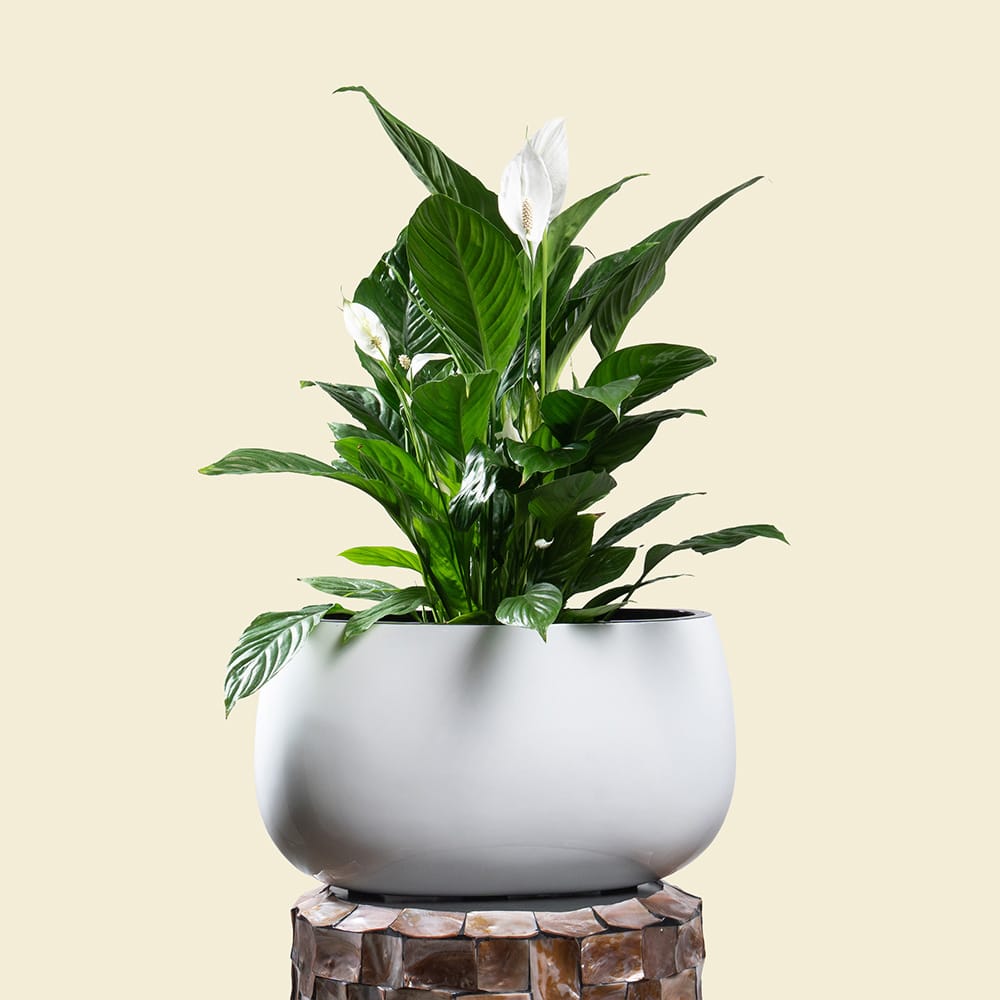 4 Spathiphyllum in Ellipse Poly-Lacquer White Pot