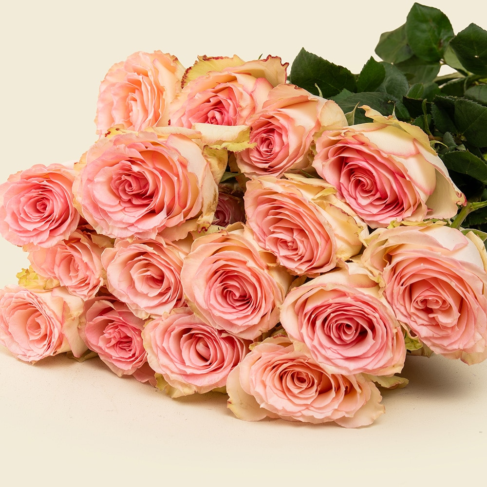 4.2 25 Light Pink with Pale Peach Roses Bunch