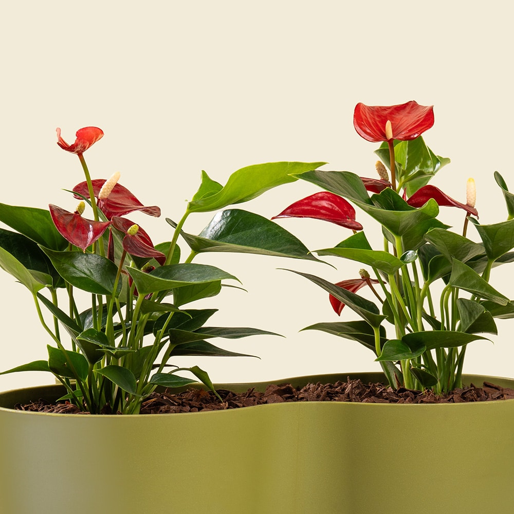 4.2 Red Anthurium Plant – Elegant Indoor Flowering Plant with Heart-Shaped Red Blooms