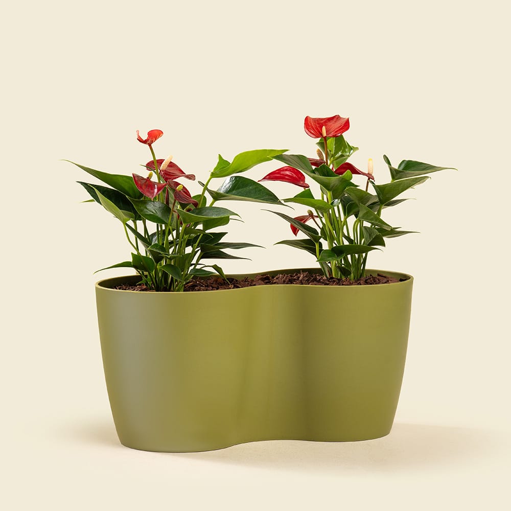 4 Red Anthurium Plant – Elegant Indoor Flowering Plant with Heart-Shaped Red Blooms