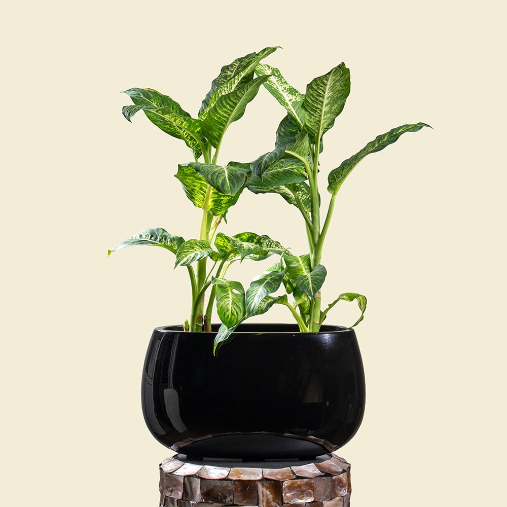 5 Dieffenbachia in Ellipse Poly-Lacquer Black Pot
