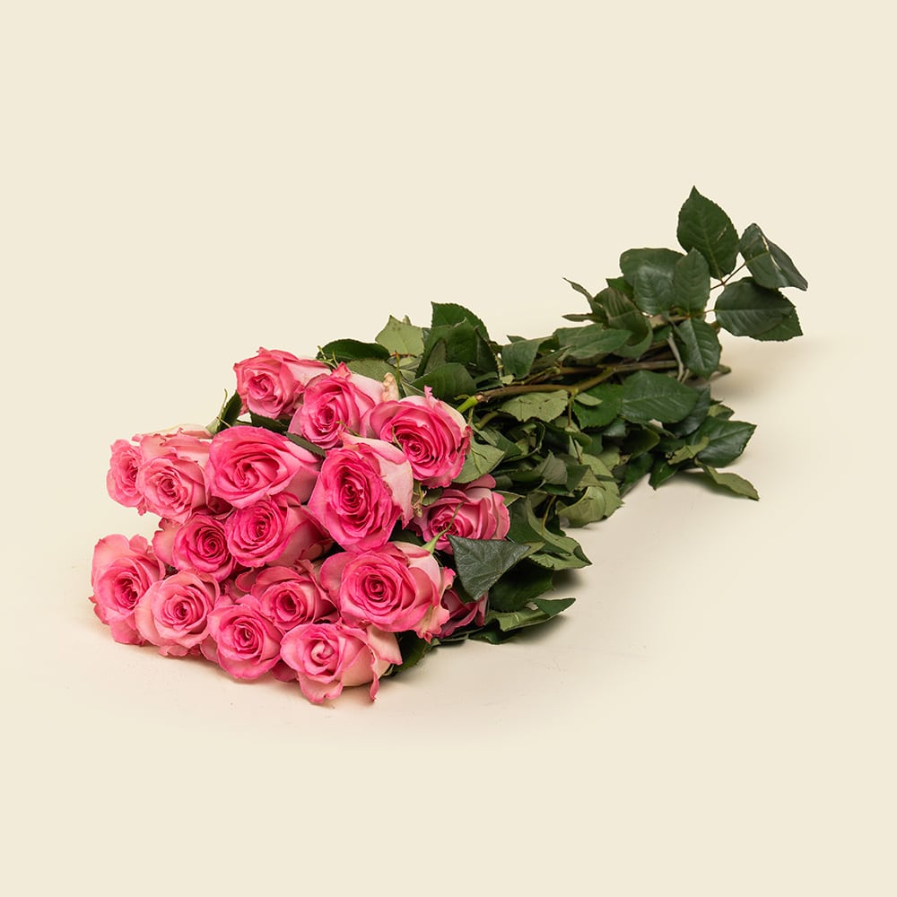 5 25 Light Pink Roses Bunch