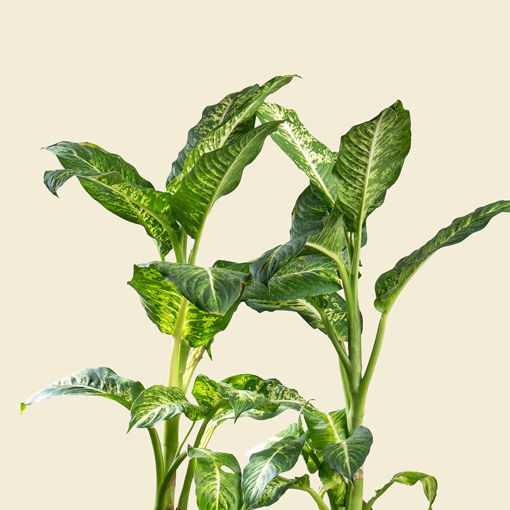5.2 Dieffenbachia in Ellipse Poly-Lacquer Black Pot